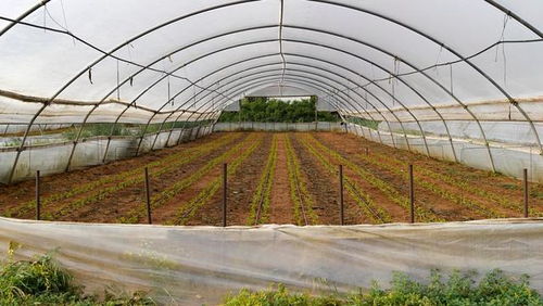 低成本高回報(bào) 農(nóng)作物種子經(jīng)營(yíng)，年賺六萬不是夢(mèng)