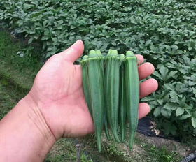 優(yōu)質(zhì)蔬菜種子種苗批發(fā)指南 聚焦山東萊陽(yáng)一品蔬菜開發(fā)中心